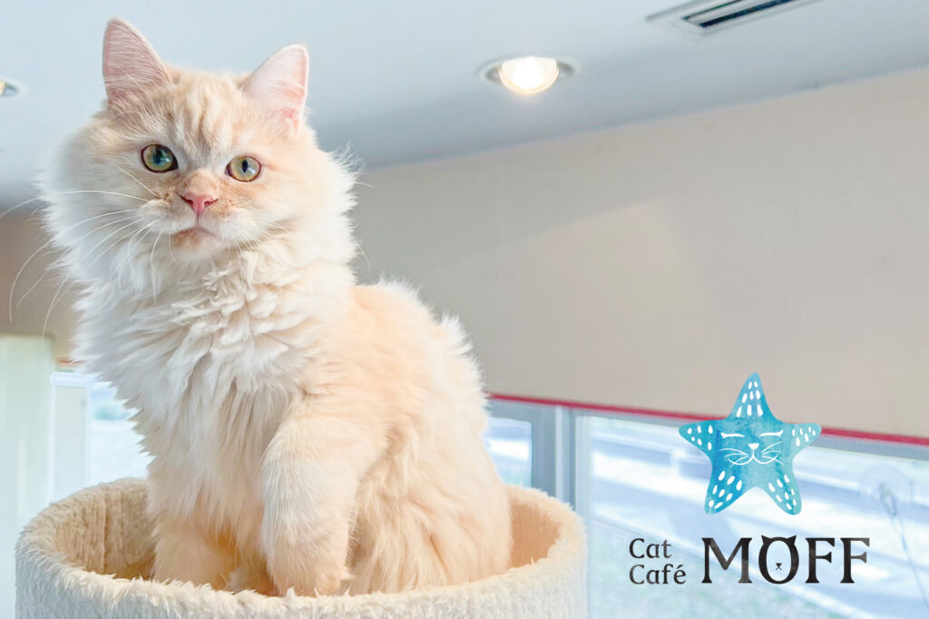catcafehawaii-news