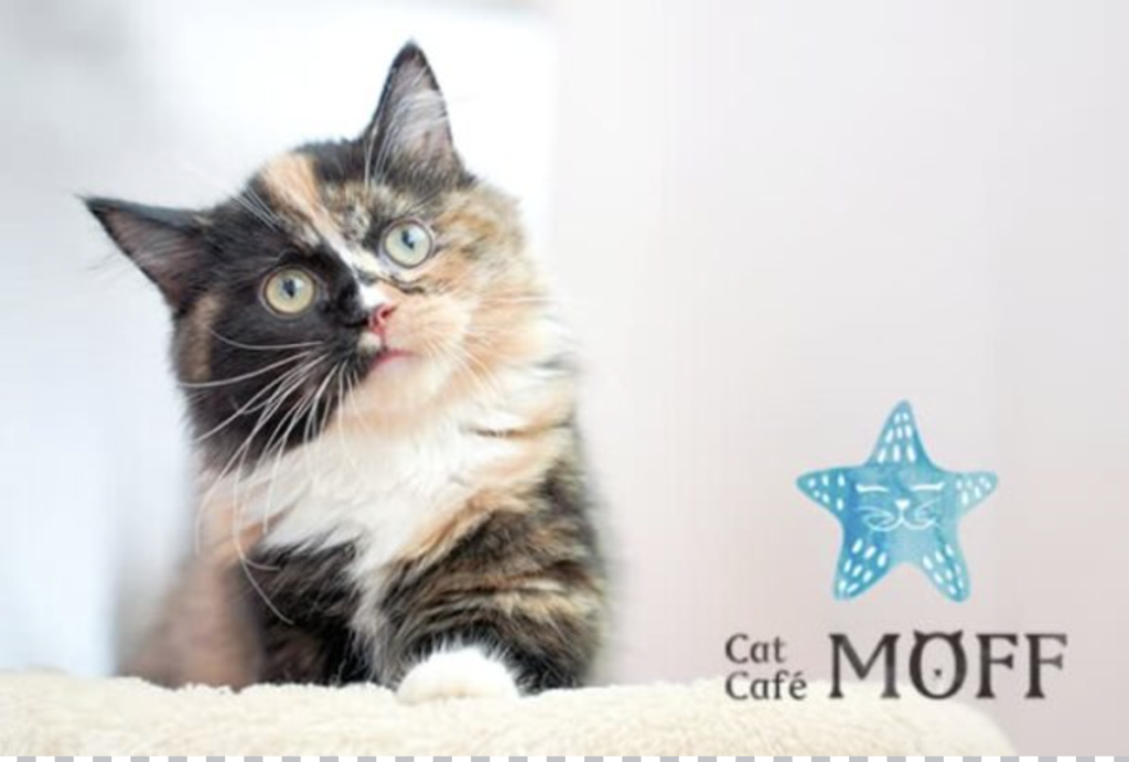 news-cat