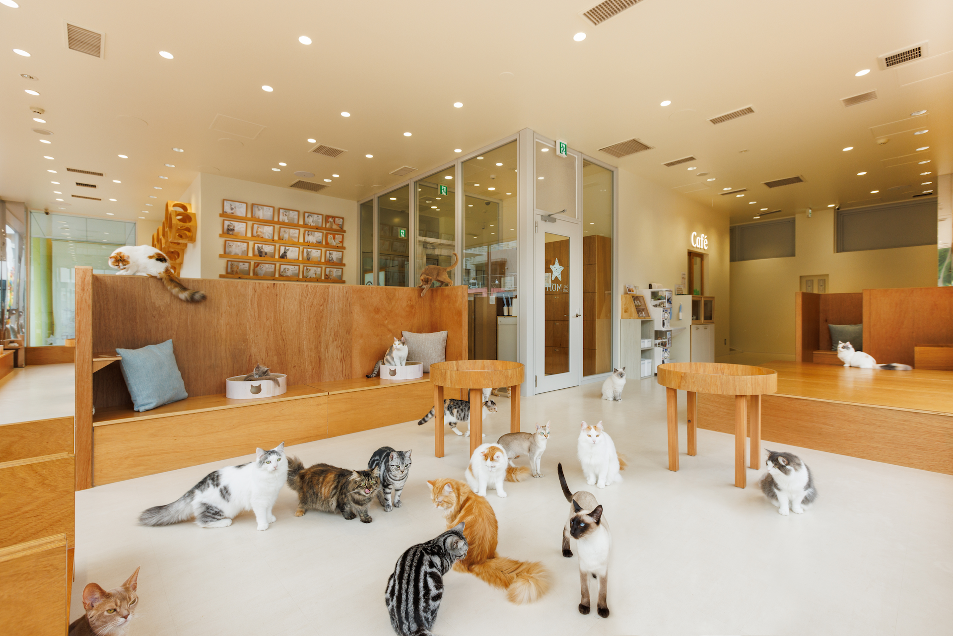 MOFF店舗運営事業紹介セクション：猫カフェの様子