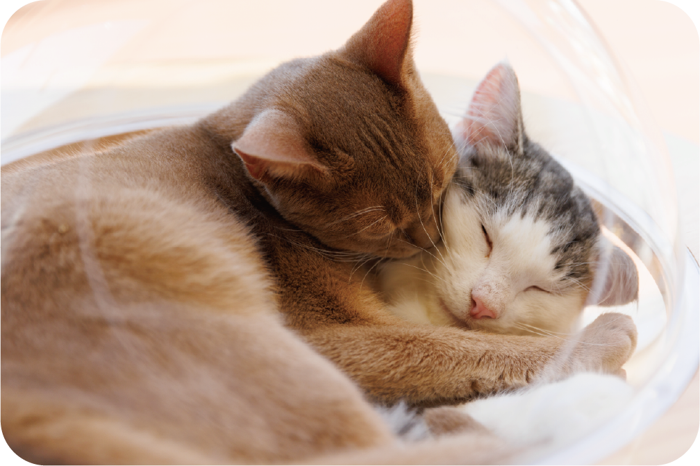 癒しの空間MOFF猫カフェのイメージ写真