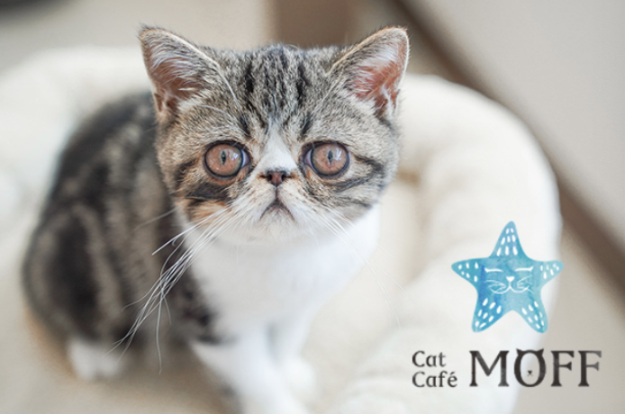 Cat Cafe MOFF