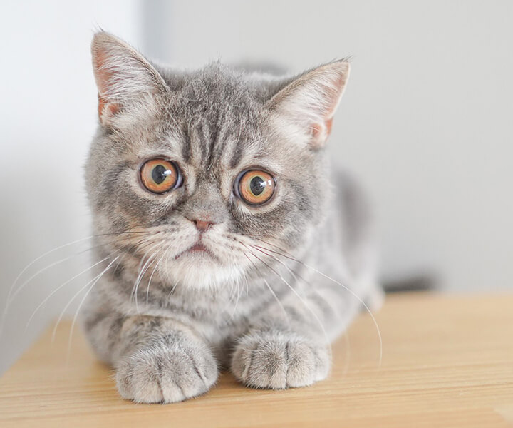 エキゾチック