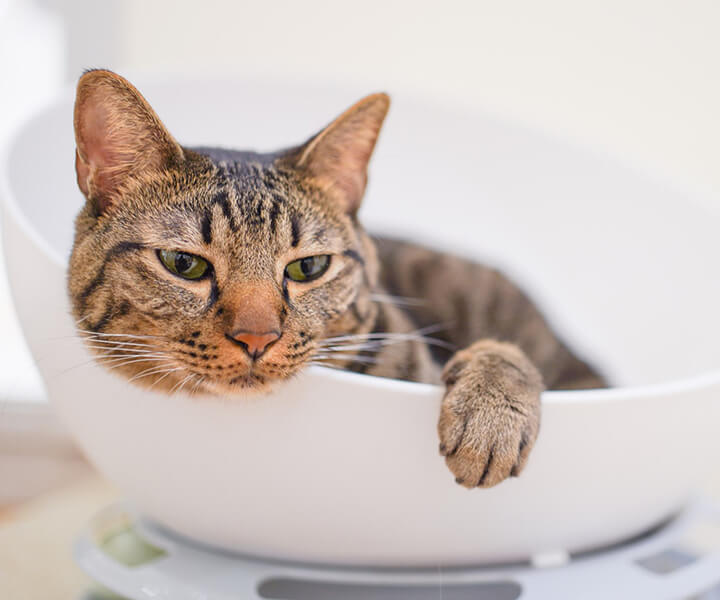 オシキャット