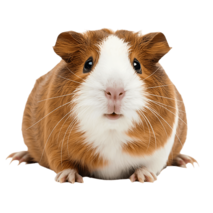 MOFFの動物たちモルモット