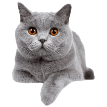 MOFFの動物たち猫