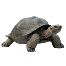 MOFFの動物たちカメ