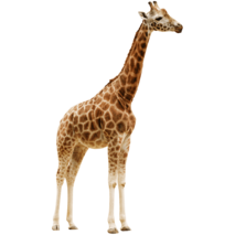 MOFFの動物たちキリン