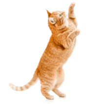MOFFの動物たちネコ