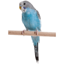 MOFFの動物たちインコ
