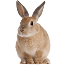 MOFFの動物たちうさぎ