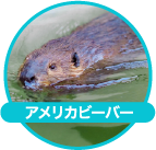 アメリカビーバー