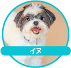 犬