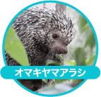オマキヤマアラシ