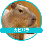 カピバラ