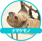 ナマケモノ