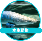 魚・水生動物