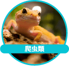 イグアナ、へびなどの爬虫類