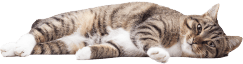 MOFF 寝転ぶ猫