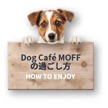 How to spend time at Dog Cafe Mofu
